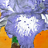 Iris Watercolor